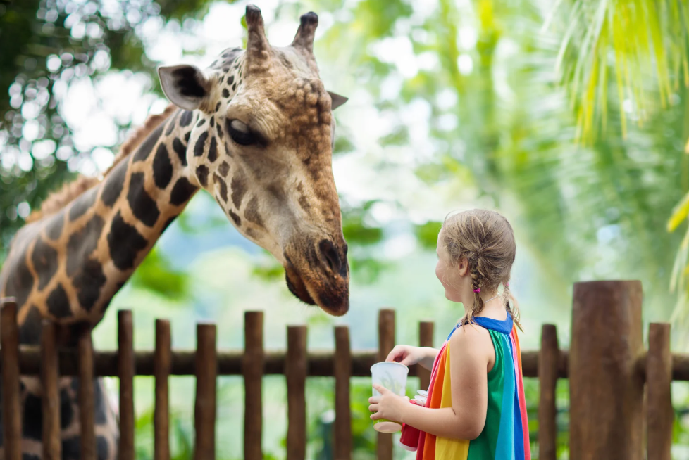 50 idées de cadeaux  zoo