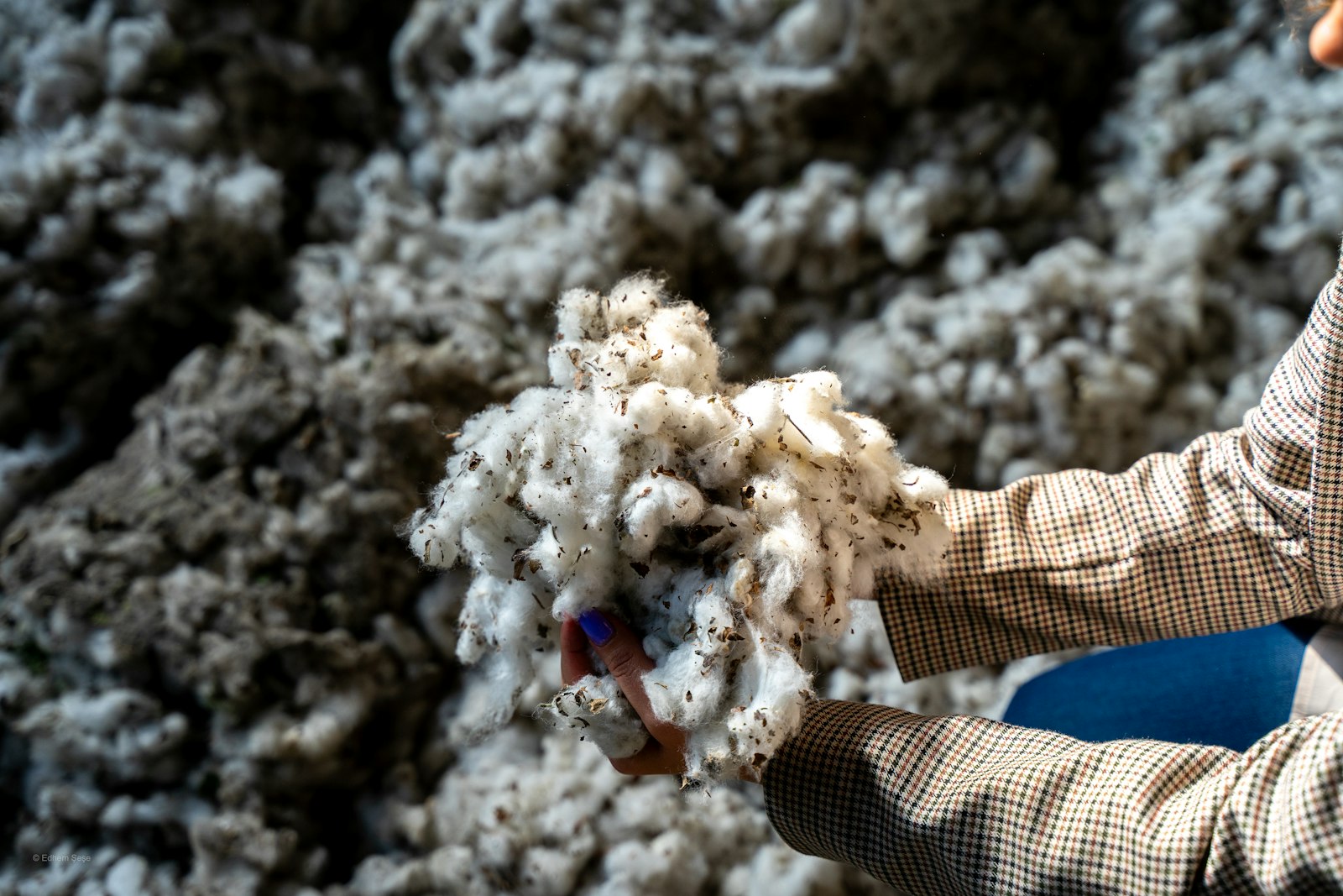 Coton biologique brut recolte a la main, matiere premiere des chemises certifiees GOTS